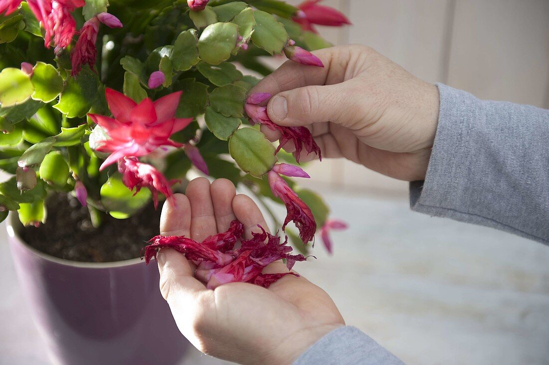 Verblühte Blüten von Schlumbergera (Weihnachts-Kaktus) ausbrechen