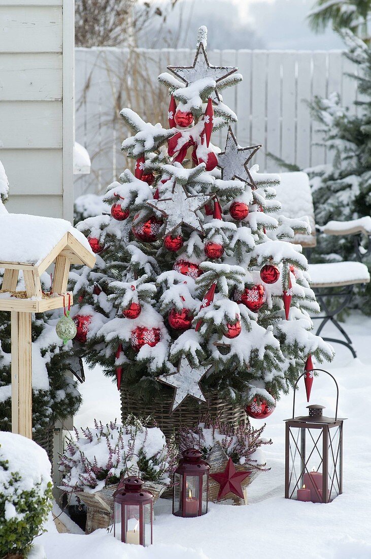 Picea pungens 'Glauca' (Stechfichte) als Weihnachtsbaum im Korb