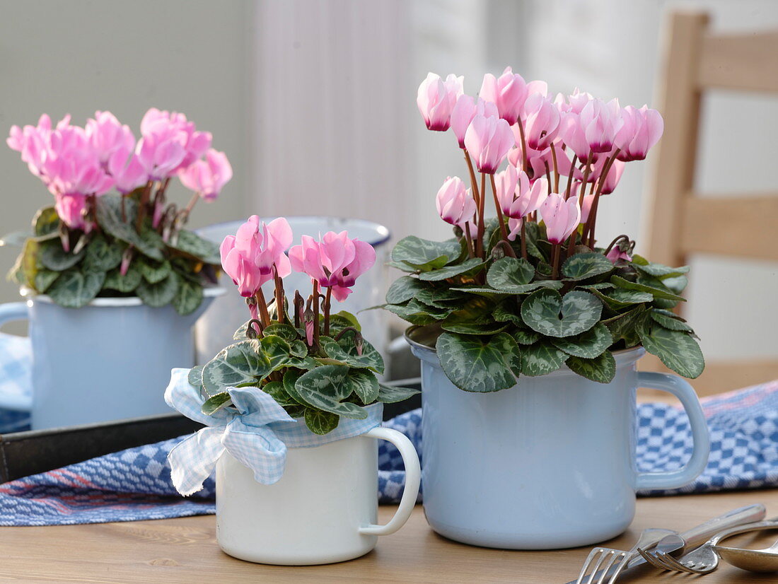 Rosa Cyclamen (Alpenveilchen) in emaillierten Milchtöpfen