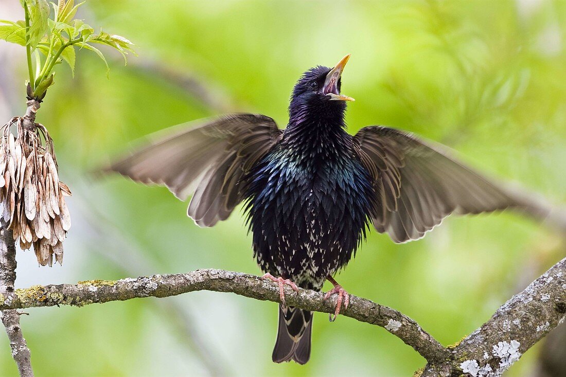 Singing starling (common starling) sitting on tree