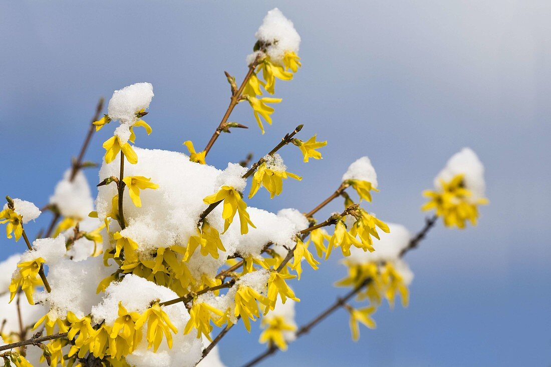 Forsythia blooms in the snow, (Forsythia spectabilis)