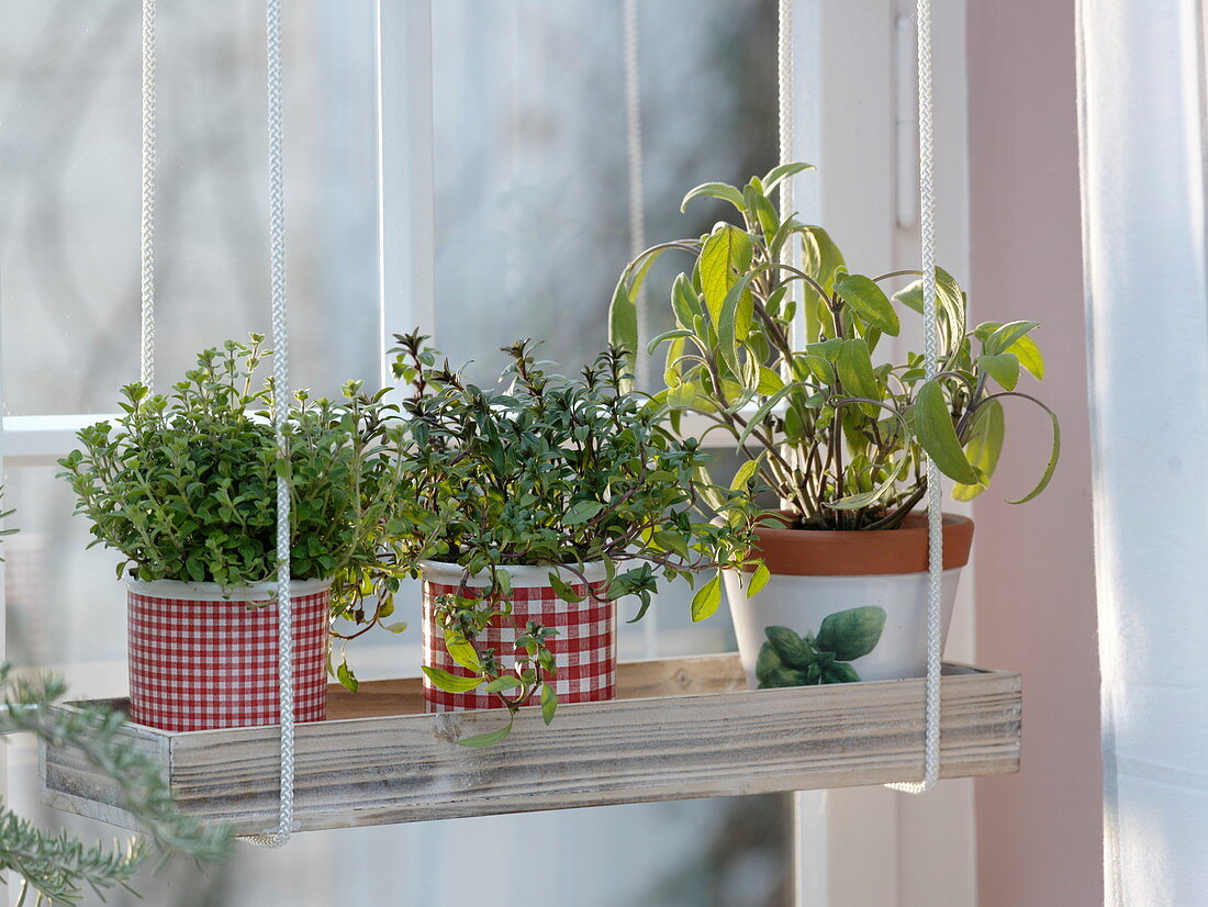 Herbs on the window, oregano (Origanum), savory (Satureja)