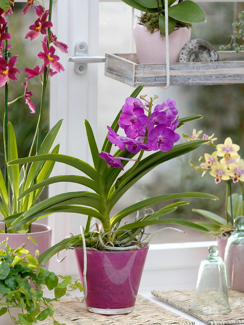Orchideenfenster mit Vanda , Phalaenopsis und Cambria (Orchideen)