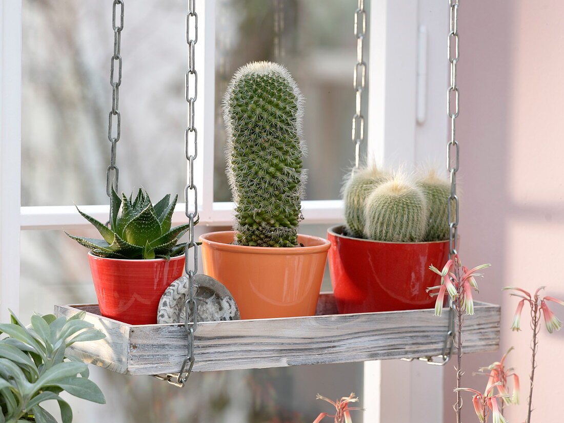 Aloe 'Cosmo' , Mammillaria zeilmanniana (Warzenkaktus)