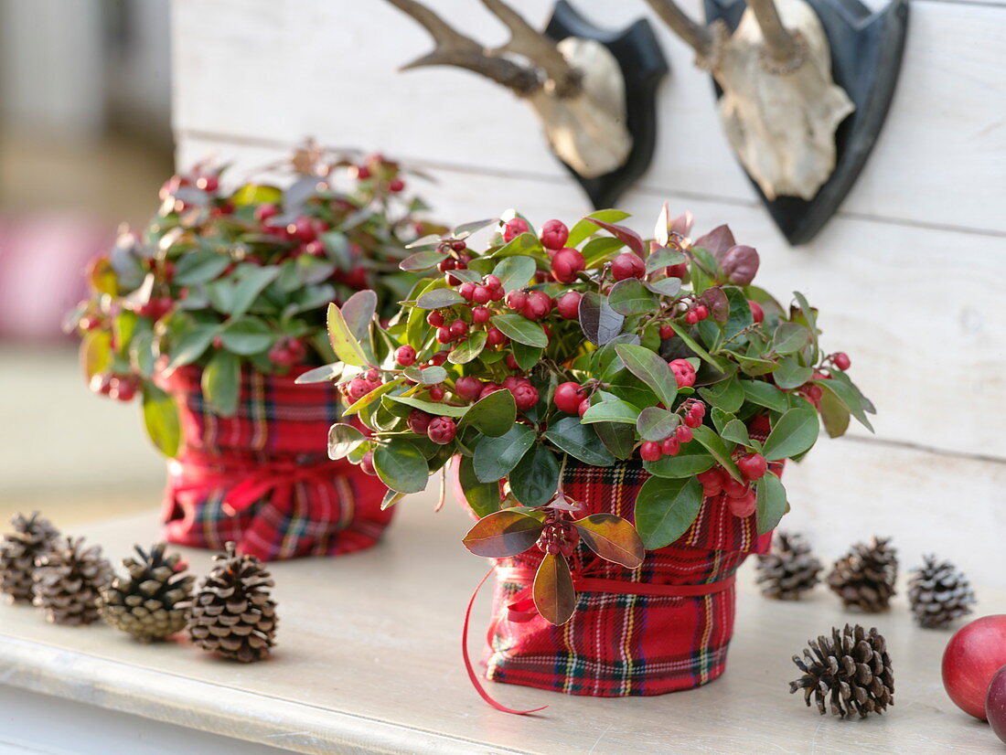 Gaultheria procumbens (pear berry) in a kilt