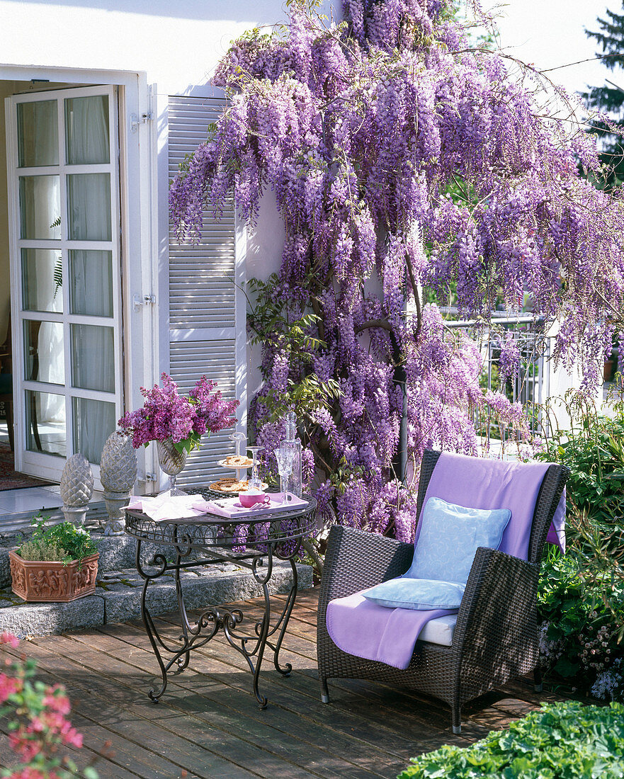Wisteria sinensis on the wall, table and wicker chair