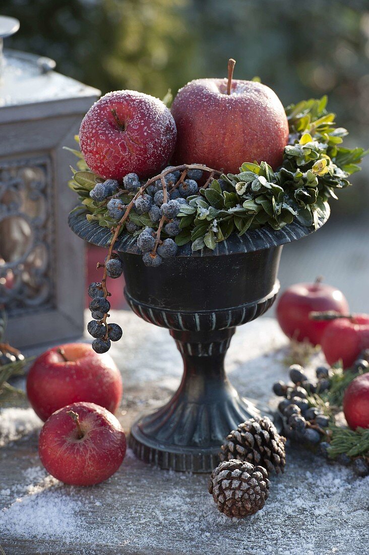 Pokal mit gefrosteten Äpfeln (Malus), Kranz aus Buxus (Buchs)
