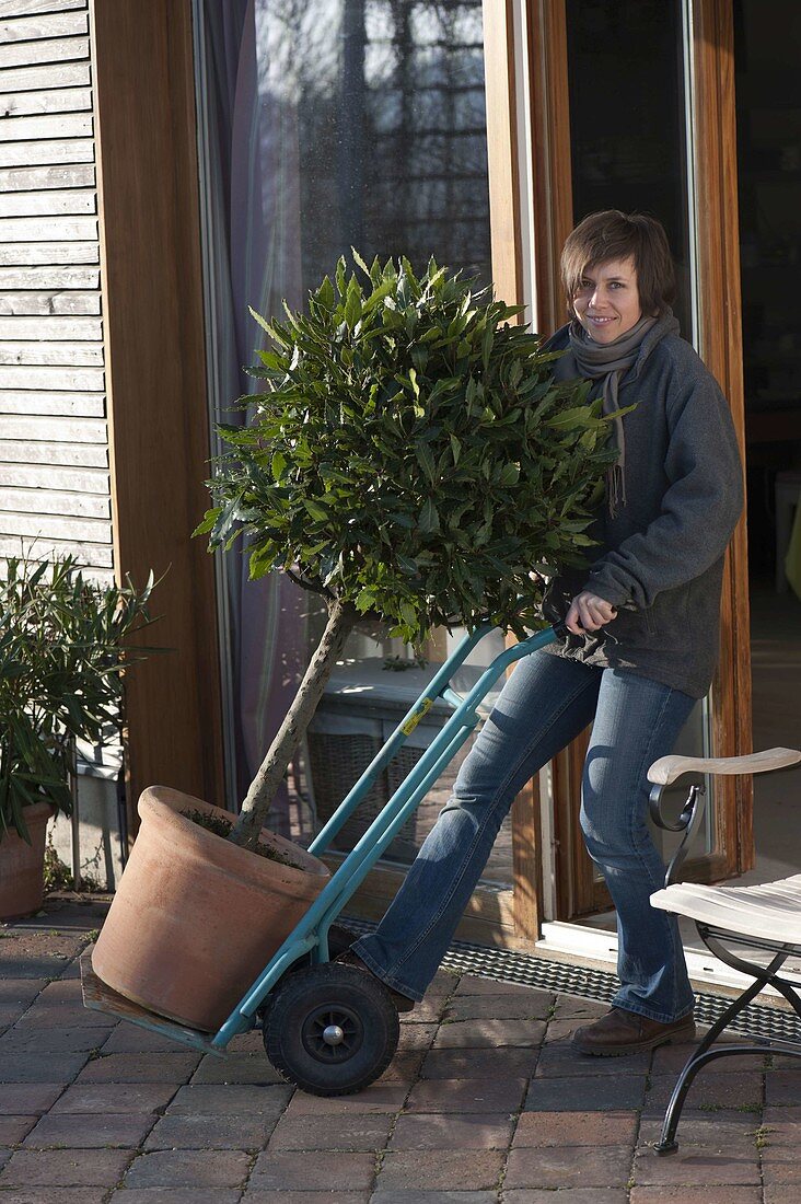 Transport potted plants with a sack truck