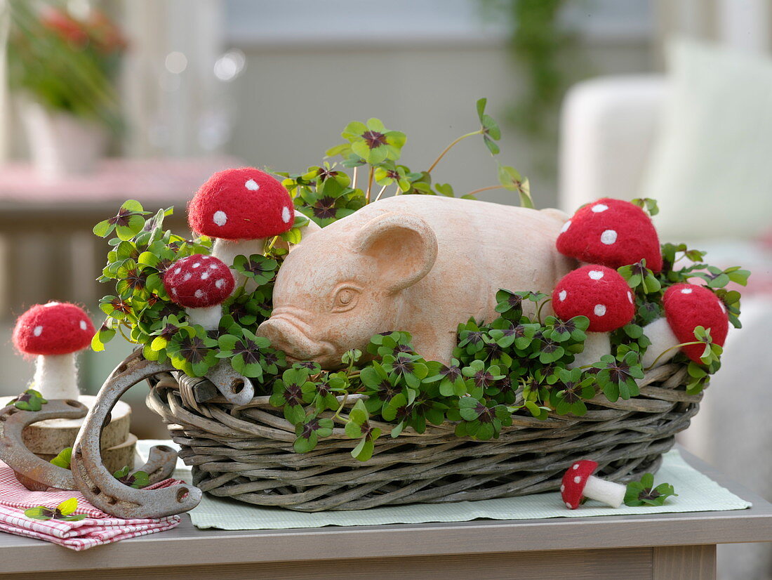 Lucky pig in the basket with oxalis deppei (lucky clover)