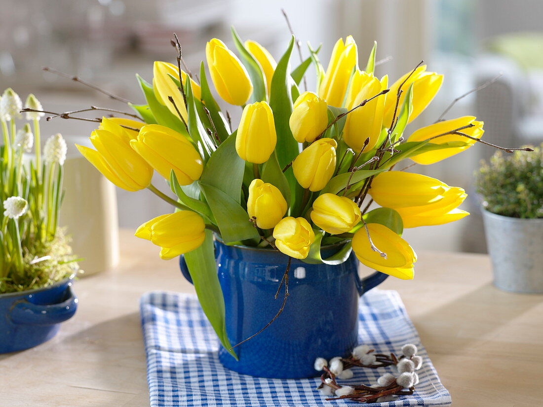 Tulipa 'Strong Gold' (Tulpen), dekoriert mit Zweigen in blauem Topf