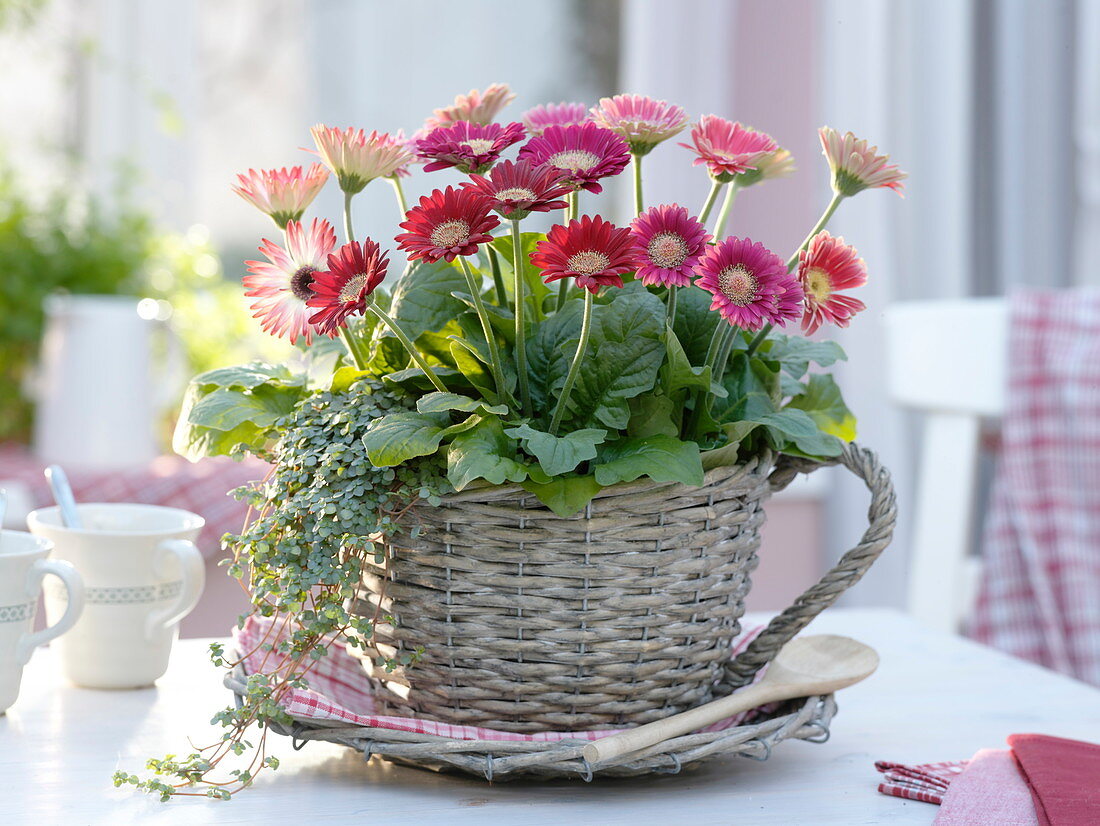 Gerbera und Pilea (Kanonierblume) in Korbtasse gepflanzt