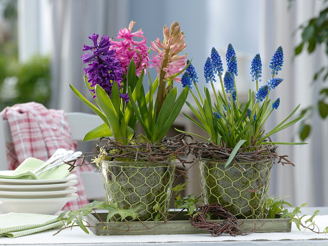 Various Hyacinthus (hyacinth) and Muscari 'Big Smile'