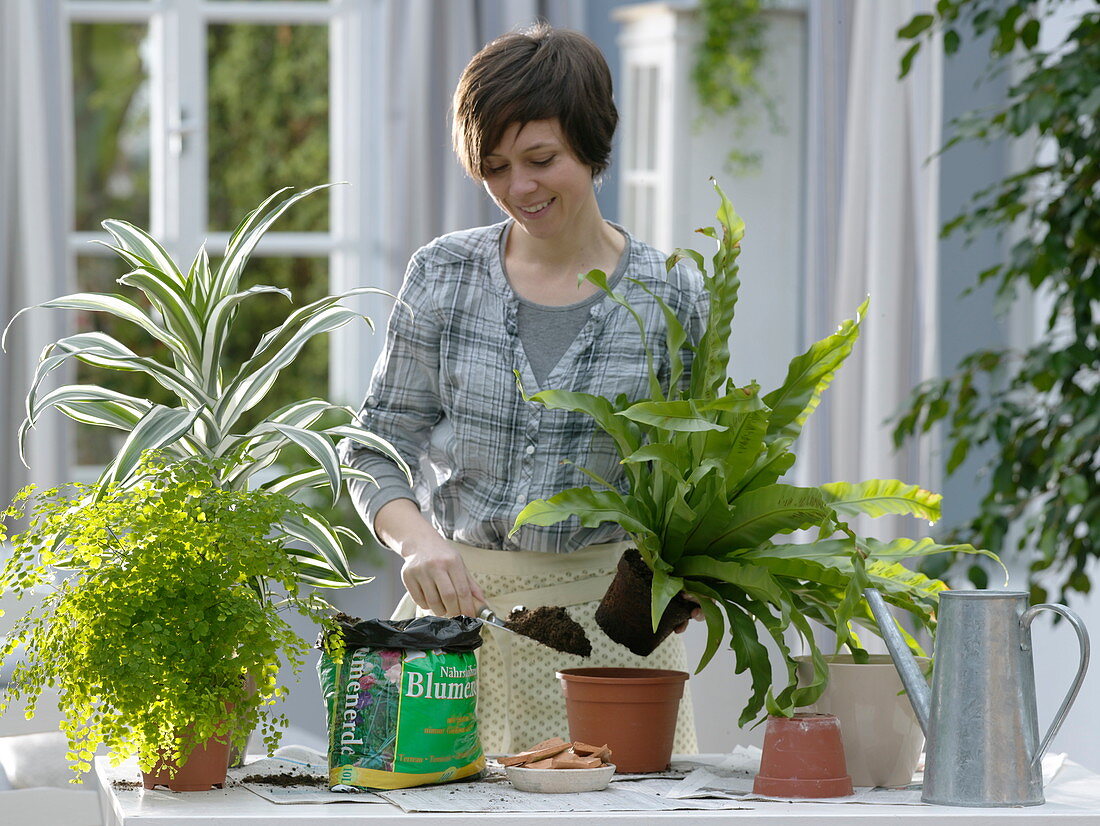 Frau topft Asplenium nidus (Nestfarn) um