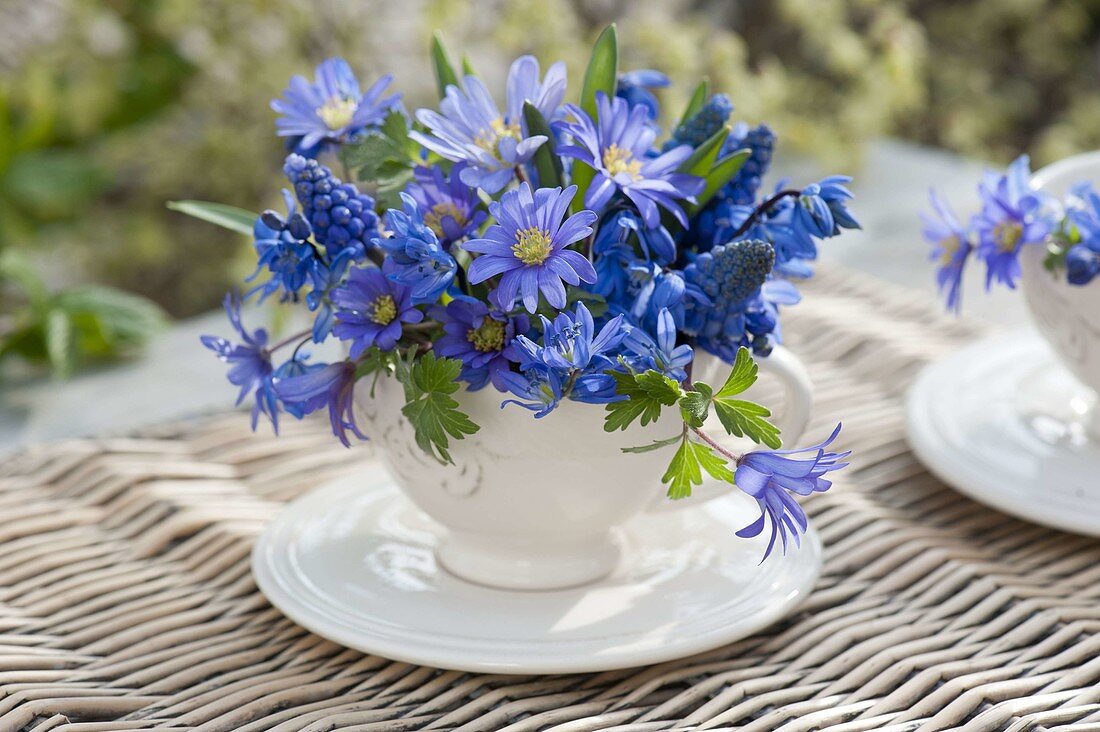 Blue mini bouquet in cup, anemone blanda (ray anemone)