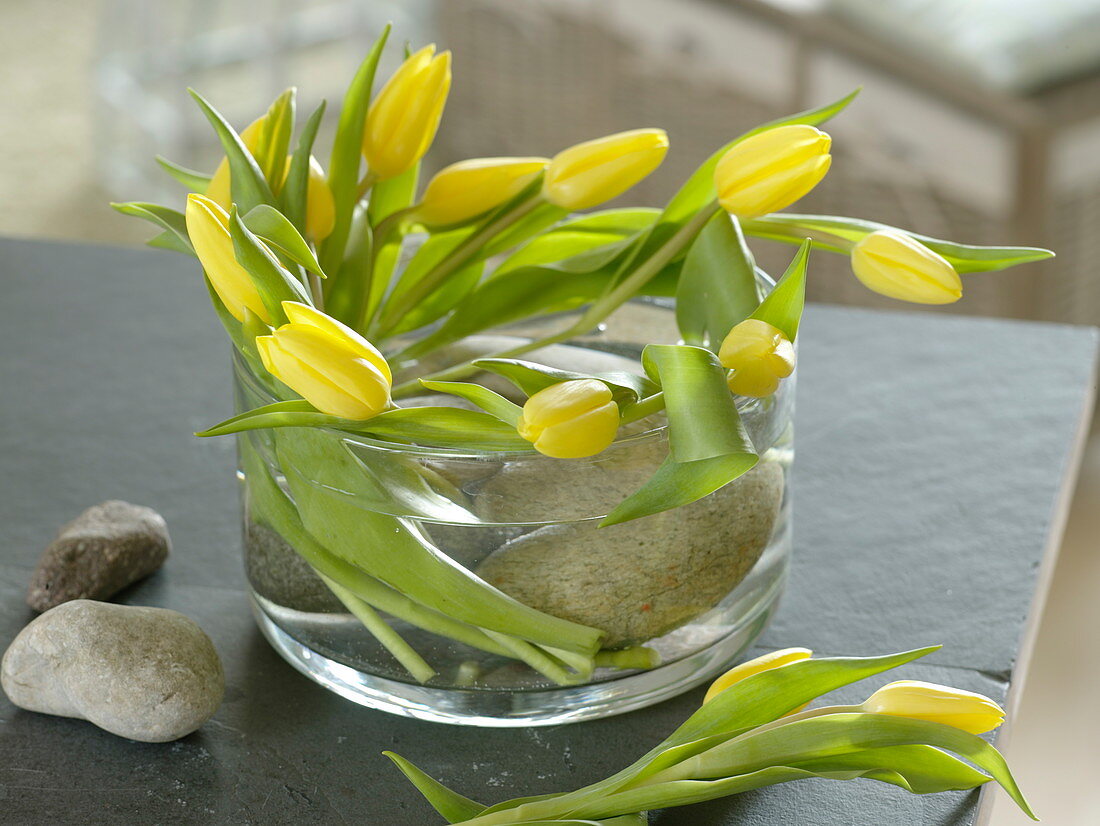 Tulipa 'Strong Gold' (Tulpen) kreisförmig