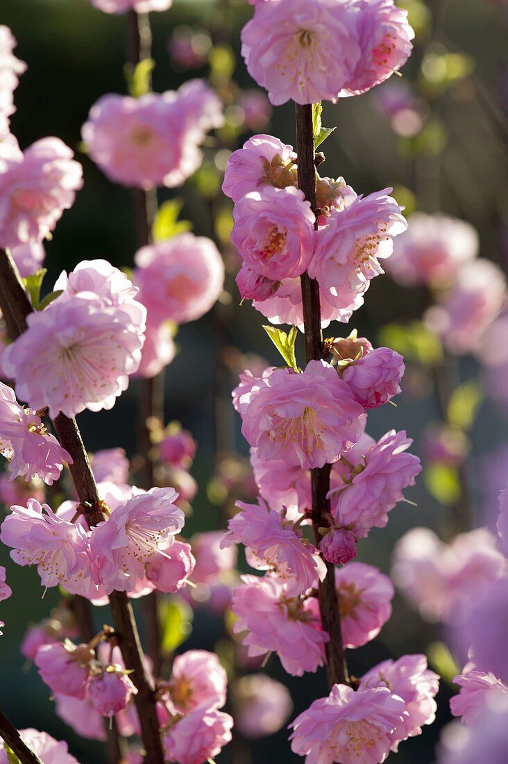 Blüten von Prunus triloba (Mandelbäumchen)