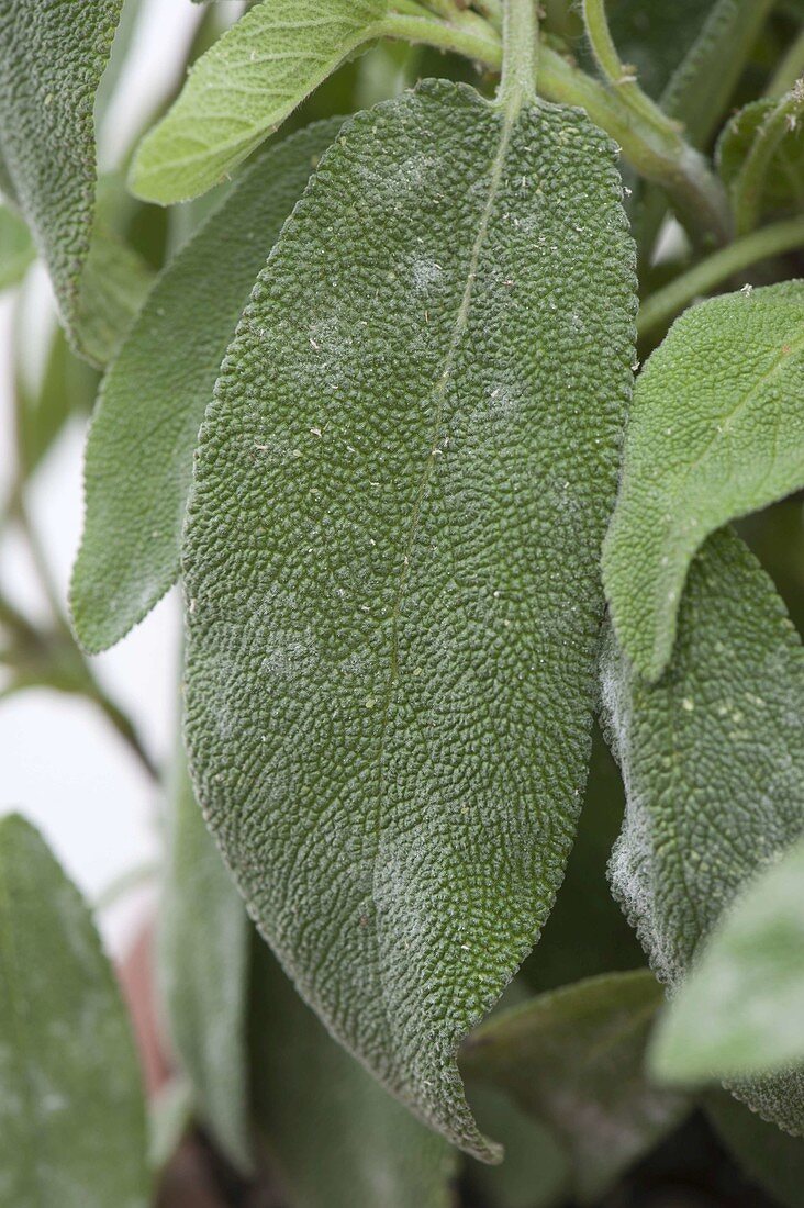 Echter Mehltau an Salbei (Salvia officinalis)