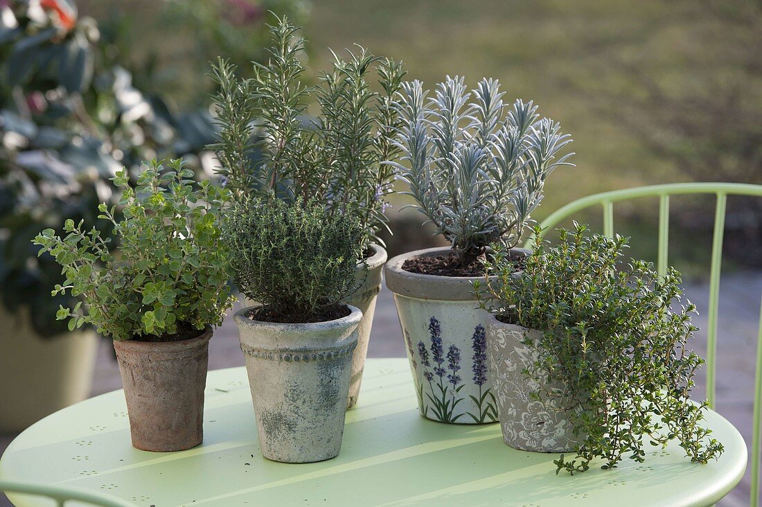 Herbs of Provence in pots