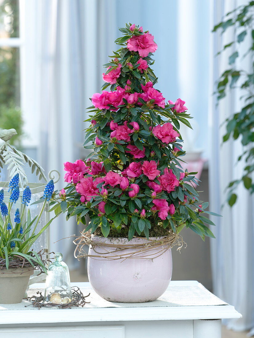 Rhododendron simsii (Zimmerazaleen), Muscari 'Big Smile'