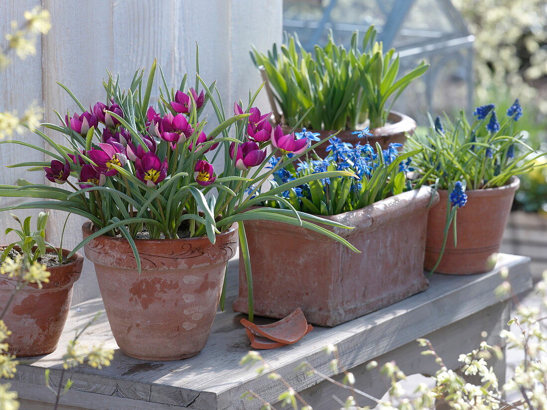 For colorful spring flowers put the onions in pots in autumn