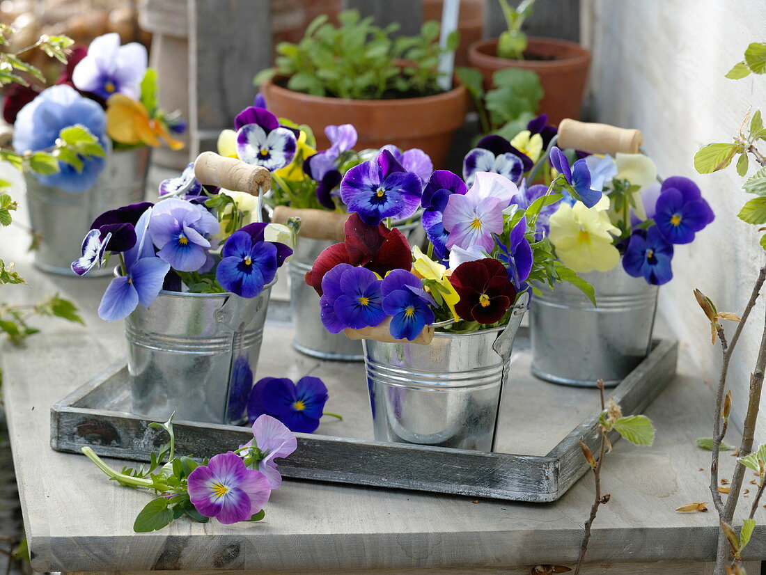 Bouquets of viola cornuta (horn violet) and viola wittrockiana
