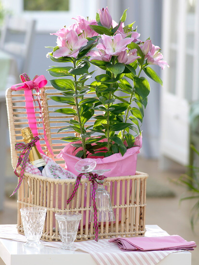 Lilium asiaticum 'Souvenir' (Lilien) in rosa Papier als Geschenk