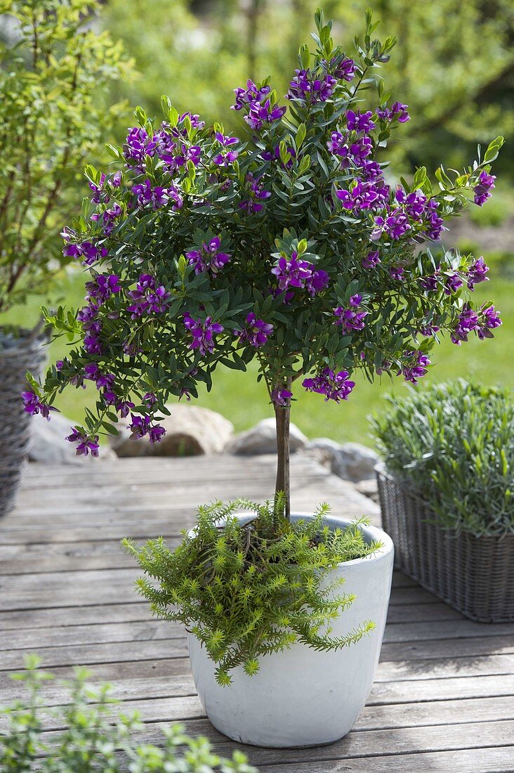 Polygala x dalmaisiana (Kreuzblume) Stämmchen, unterpflanzt