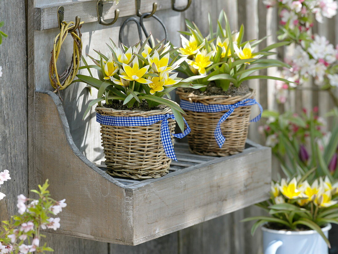 Tulipa tarda (Wildtulpen) in Korbübertöpfen auf Wandregal