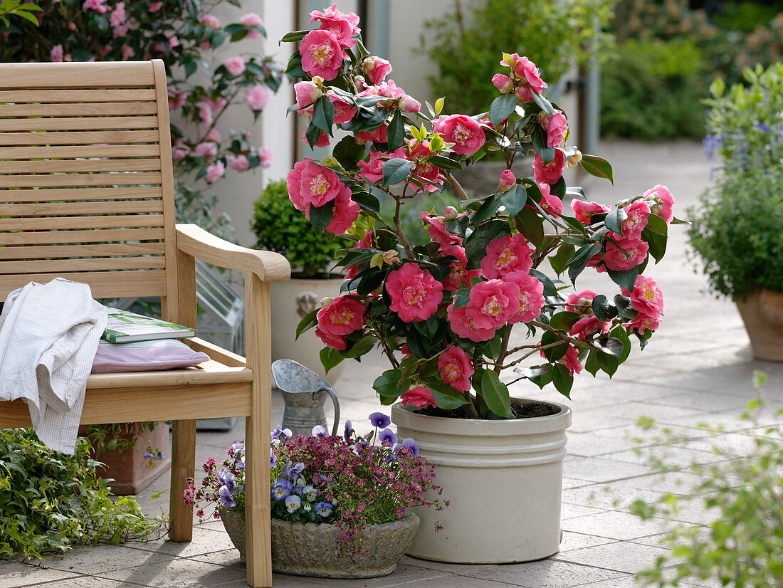 Camellia japonica 'Elegans' (Kamelie), Schale mit Saxifraga arendsii