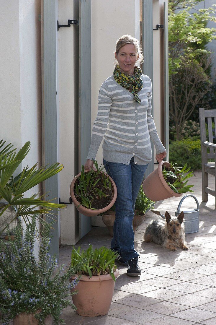 Woman brings Agapanthus to the terrace