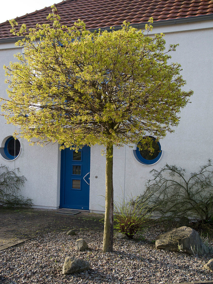 House entrance with blooming Acer platanoides 'Globosum'