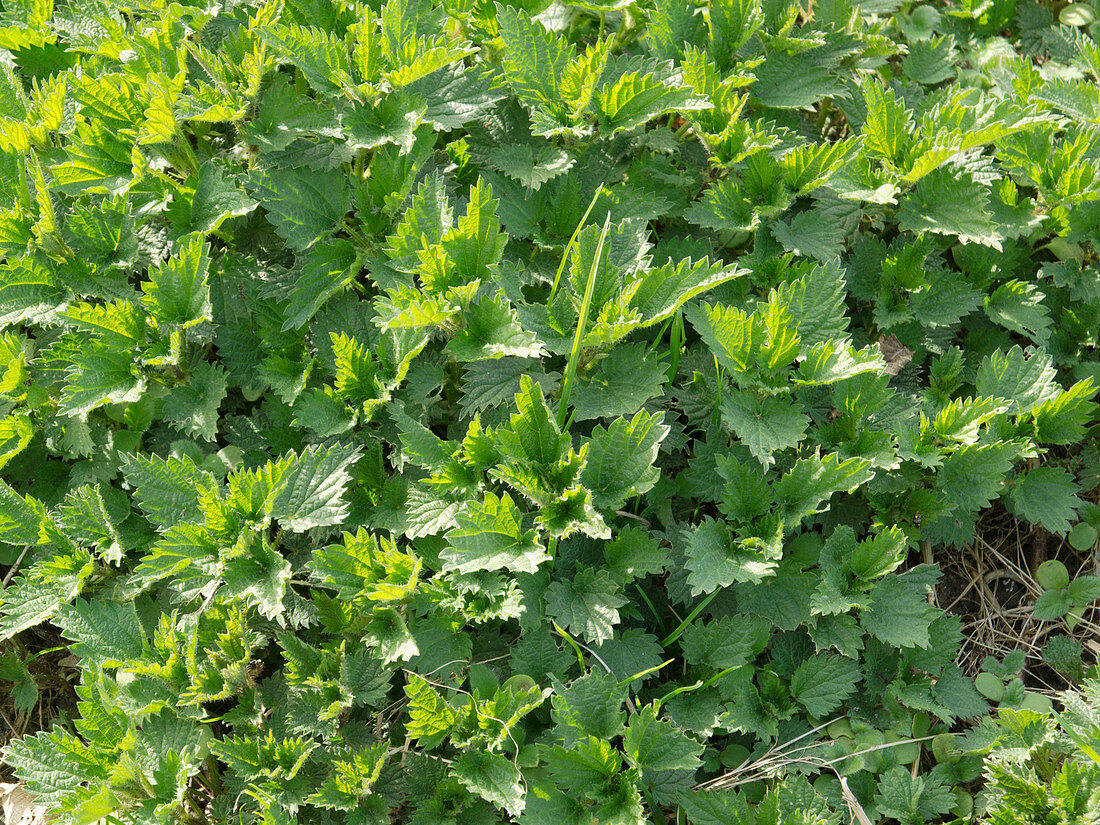 Urtica dioica (Brennessel)