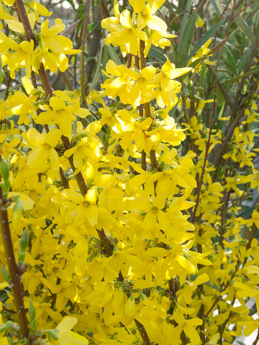 Forythia intermedia 'Lynwood Gold'