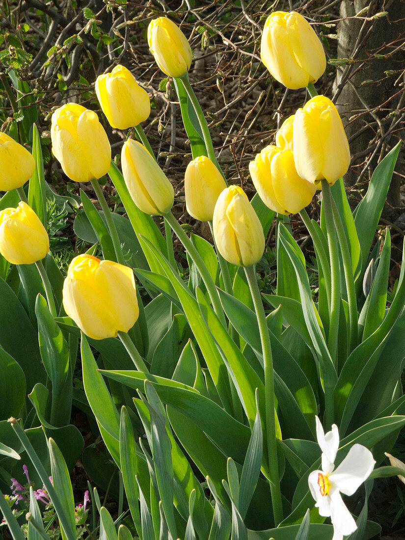 Tulipa 'Strong Gold' (Tulpen)