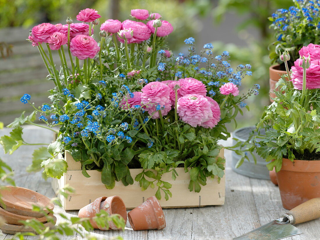 Ranunculus 'Pretty Pink' (Ranunkeln), Myosotis (Vergißmeinnicht)