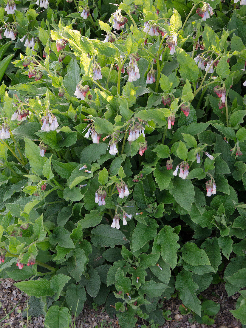 Symphytum grandiflorum 'Hidcote Blue' (Garten - Beinwell)