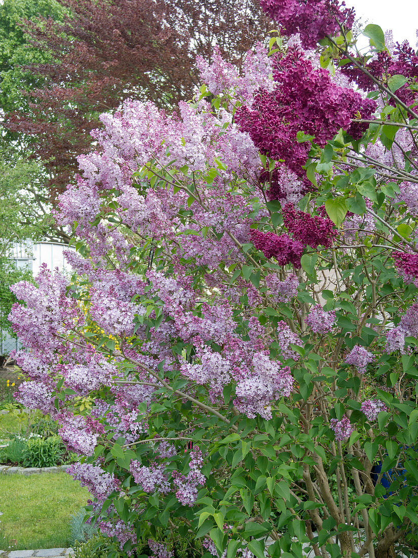 Syringa vulgaris (Flieder)