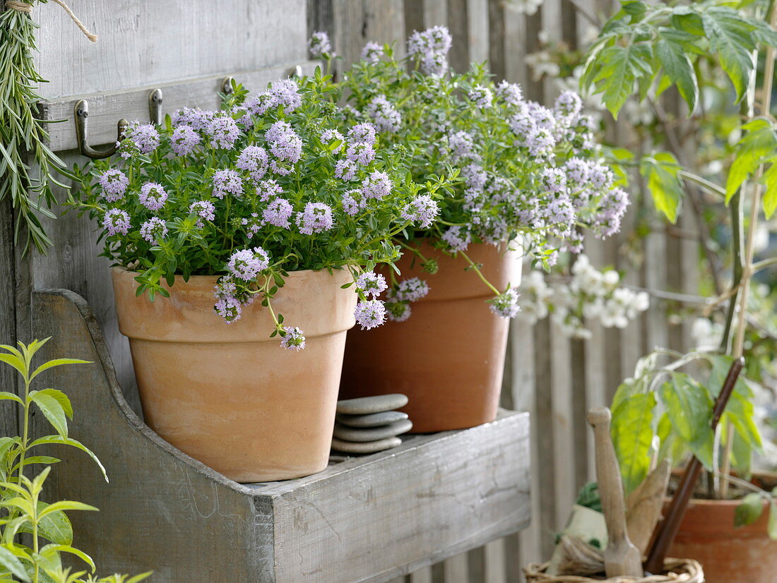 Blooming thyme (thymus) in the wall shelf