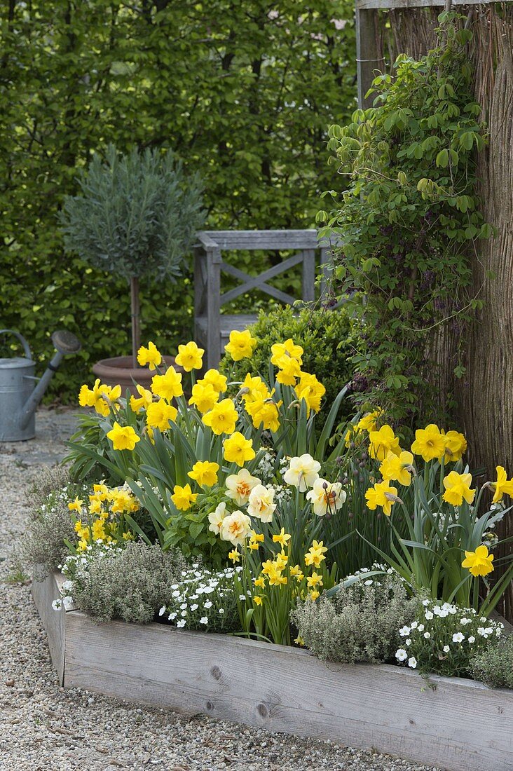 Trapeze bed with akebia, Narcissus 'Yellow River' 'Tahiti'