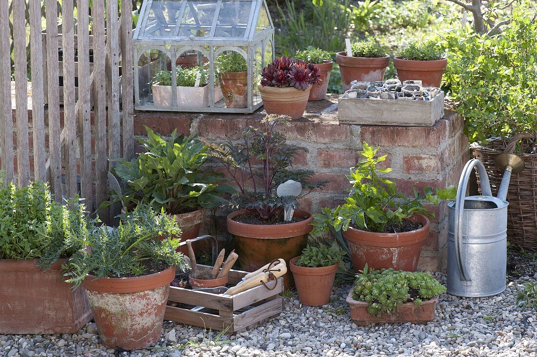 In pots perennials overwintered in front of a small wall