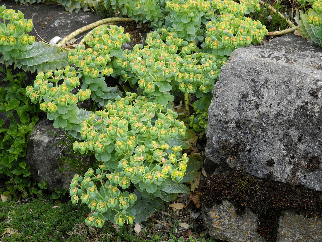 Euphorbia myrsinites (Walzen-Wolfsmilch) in Steinmauer