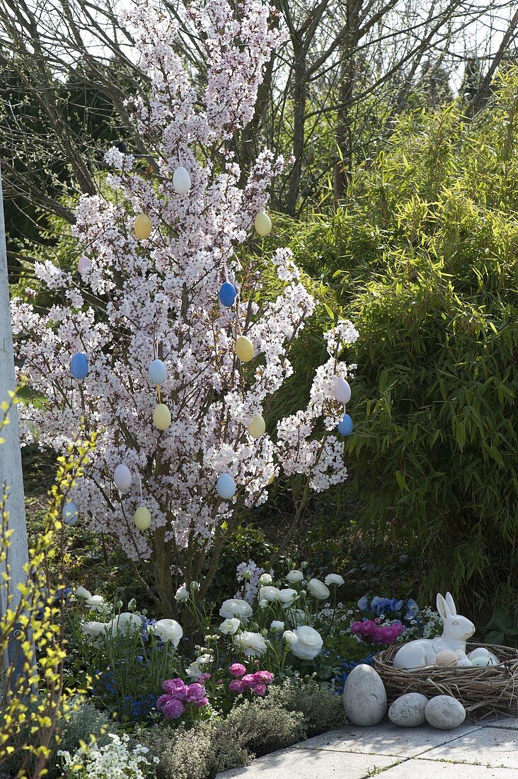 Prunus cerasifera (blood plum) decorated with Easter eggs