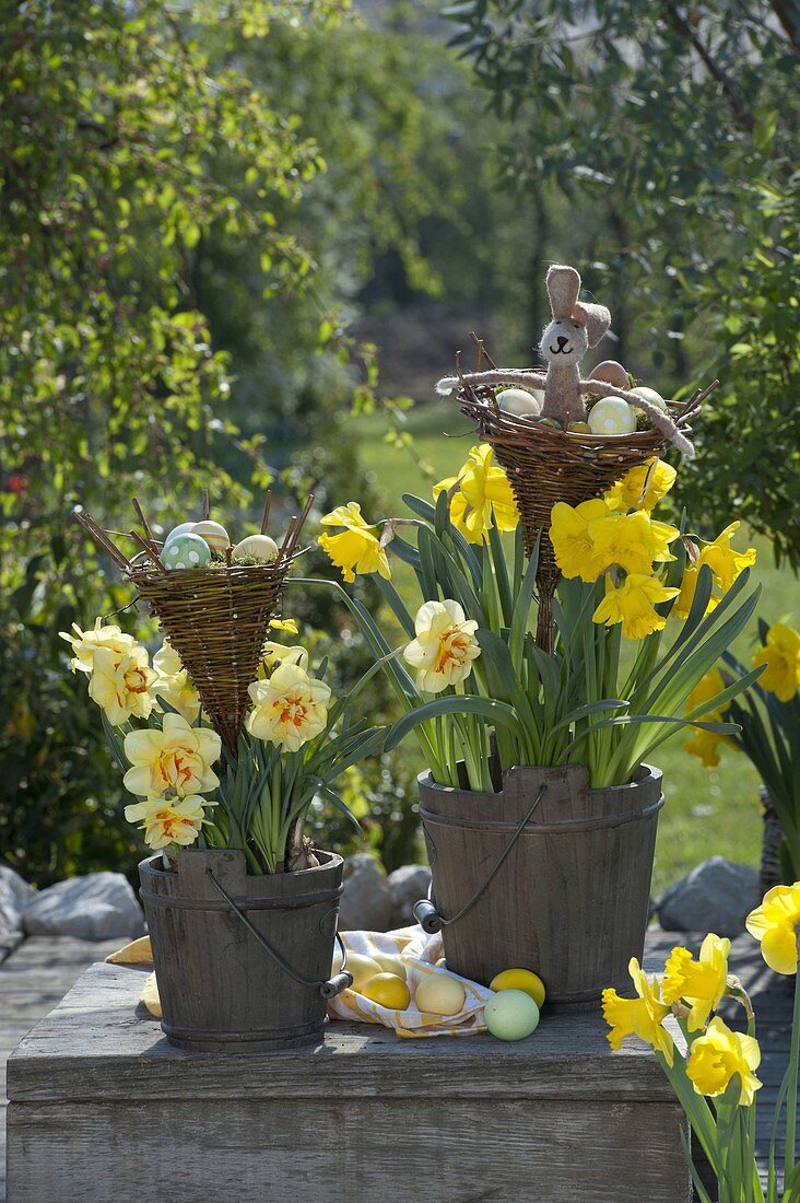 Narcissus 'Tahiti', 'Yellow River' in wooden buckets, wicker baskets