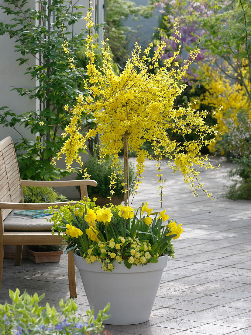 Forsythia intermedia 'Weekend' (Gold bell) pulled as trunk