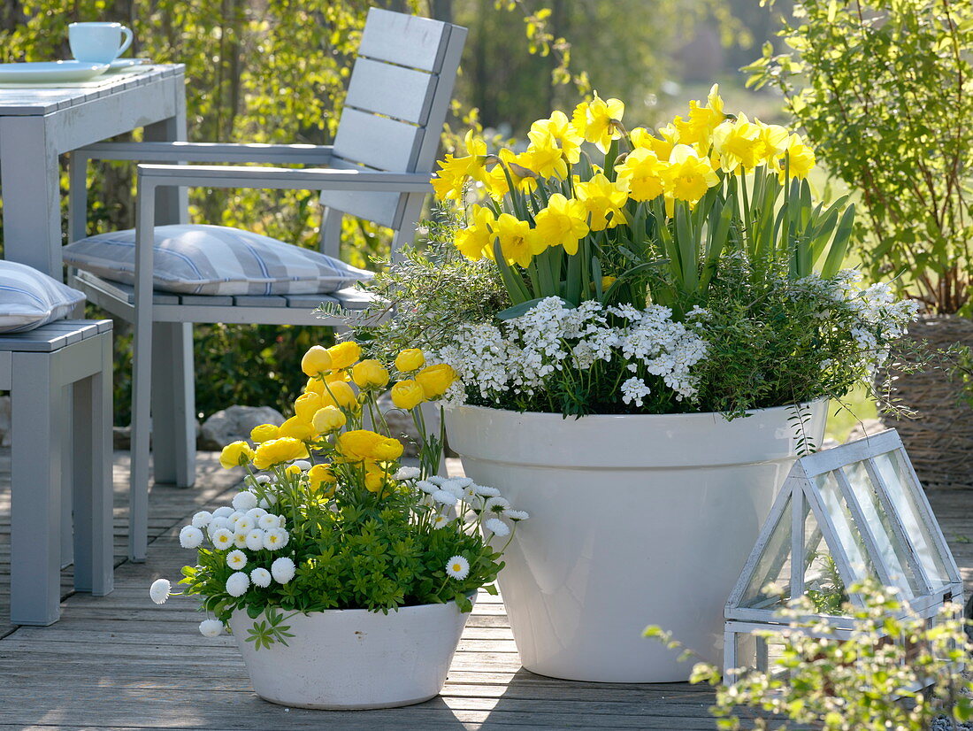 White bowl with Narcissus 'Yellow River', Lonicera nitida