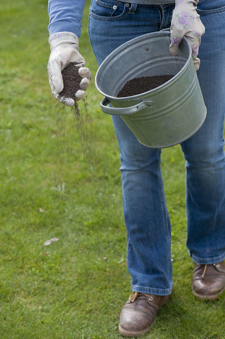 Woman is fertilizing lawn in spring