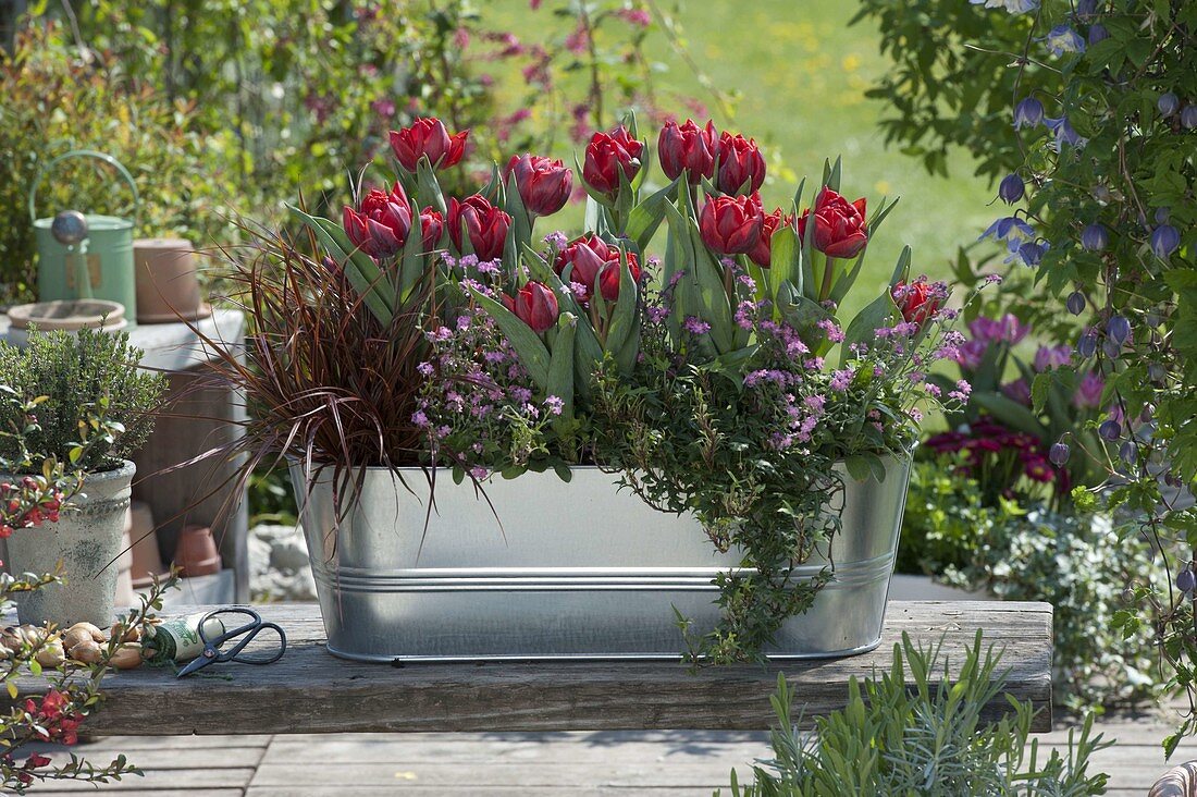 Tin box with Tulipa 'Red Princess', Uncinia rubra 'Belinda's Find'