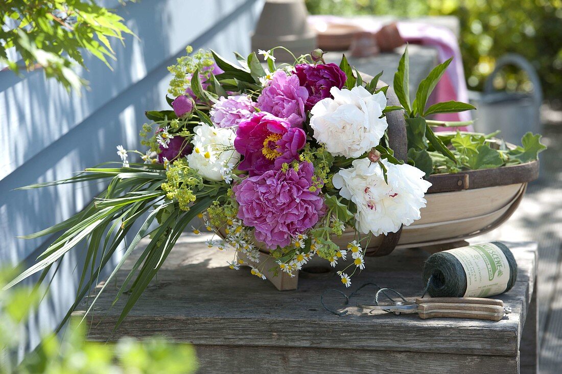 Frisch geschnittene Paeonia (Pfingstrosen), Alchemilla (Frauenmantel)