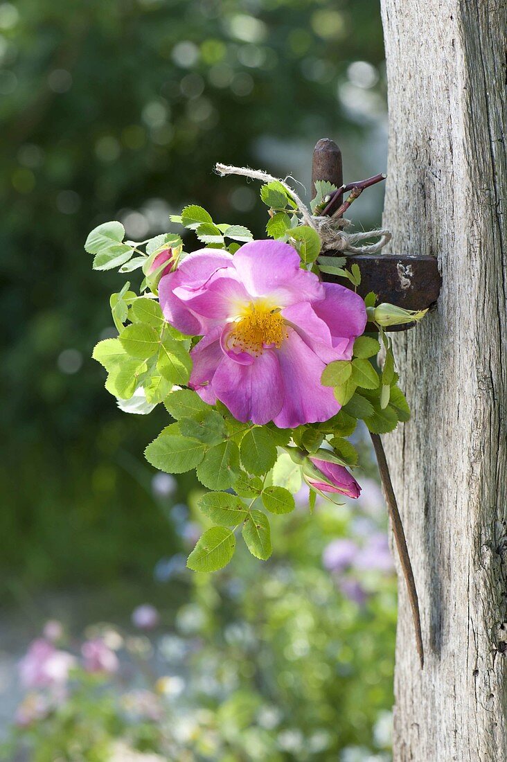 Branch with pink (wild rose) blossoms hanged on hooks
