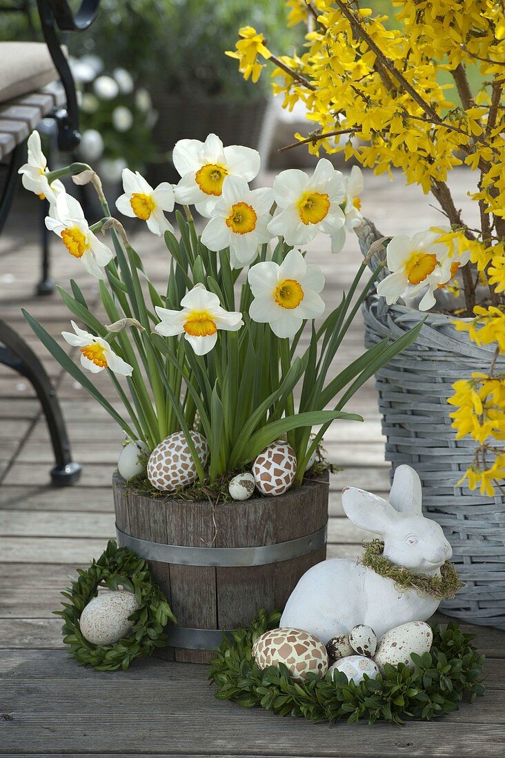 Narcissus 'Flower Record' (daffodil) in wooden bucket